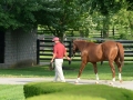 Group Tour 07 California Chrome