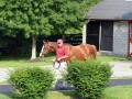 Group Tour 08 California Chrome