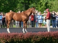 Group Tour 09 California Chrome