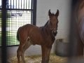 Group Tour 999 foal