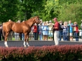 2017-Taylor-Made-Farm-tour-Group-Tour-11-California-Chrome
